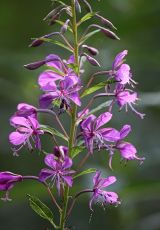 Feuerkraut Edertal Giflitz